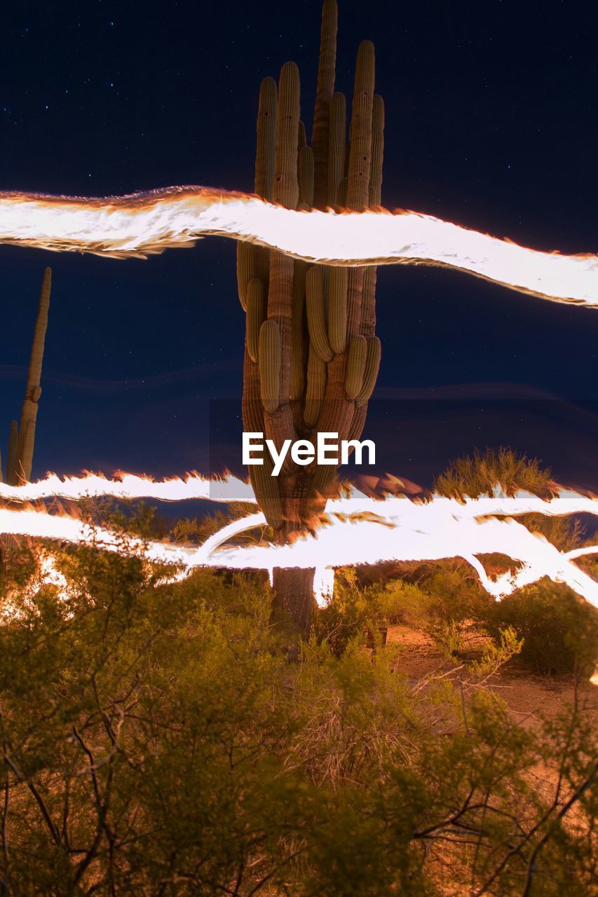 Fire trails around saguaro cactus in forest