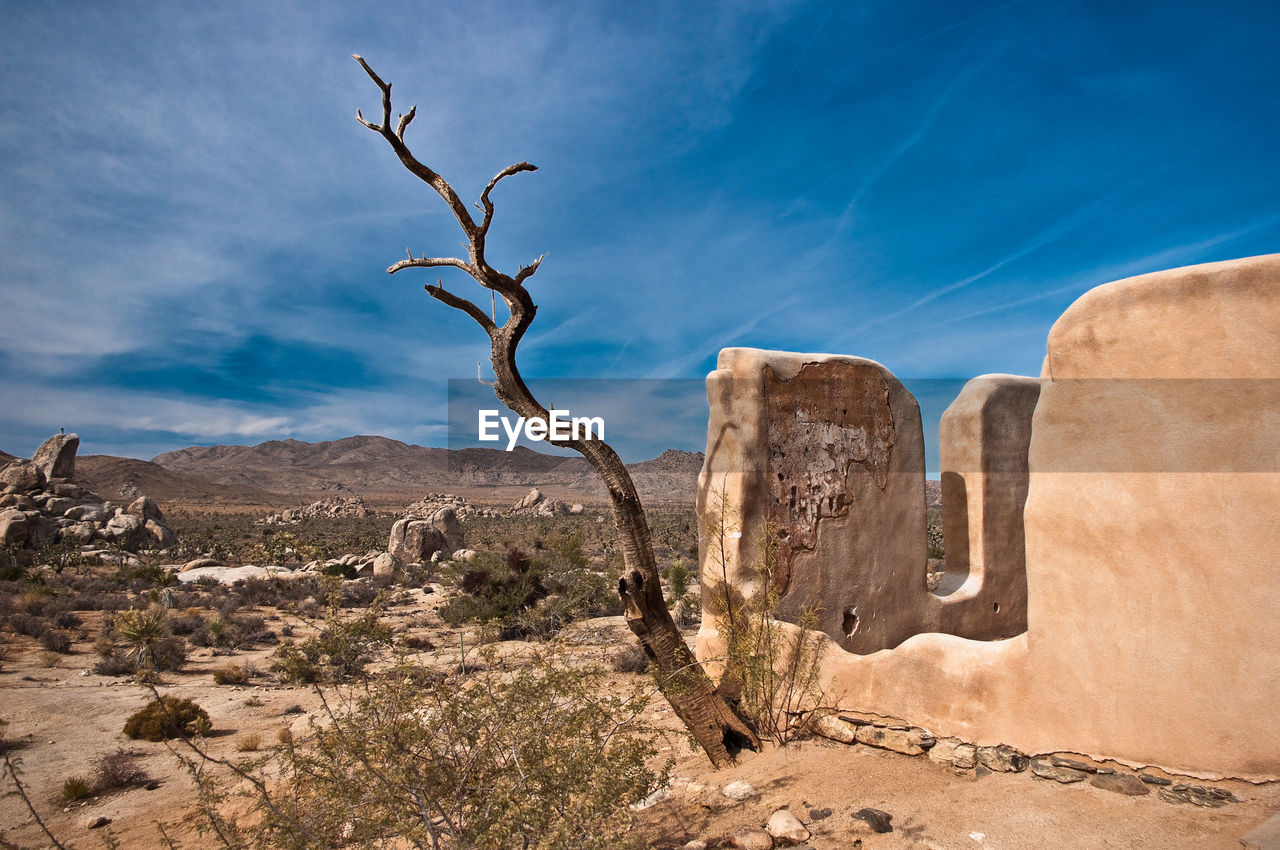 Bare tree at joshua tree national park against sky on sunny day