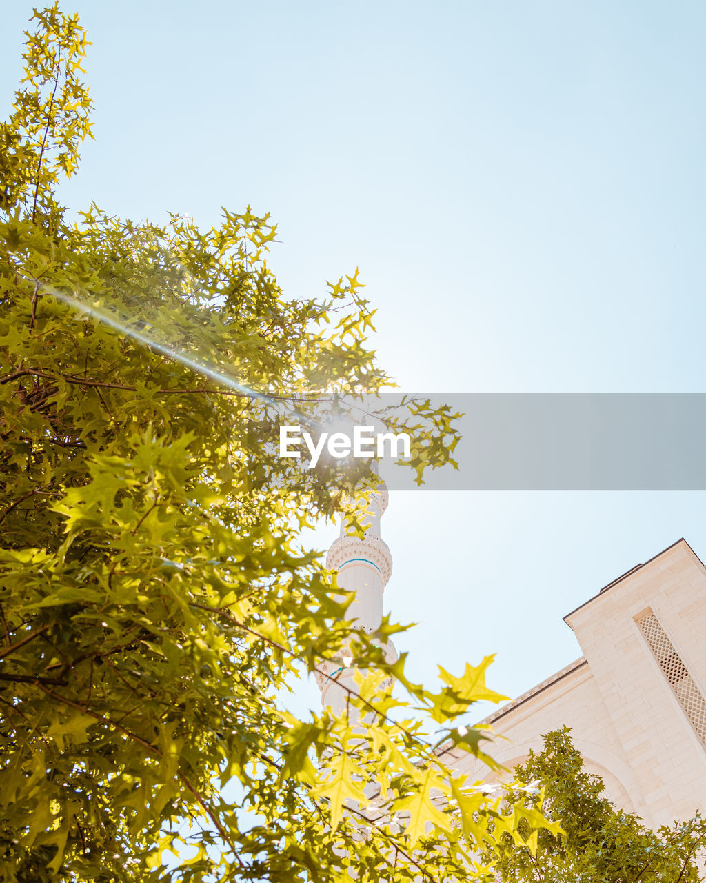 LOW ANGLE VIEW OF FLOWERING TREE AGAINST BUILDING