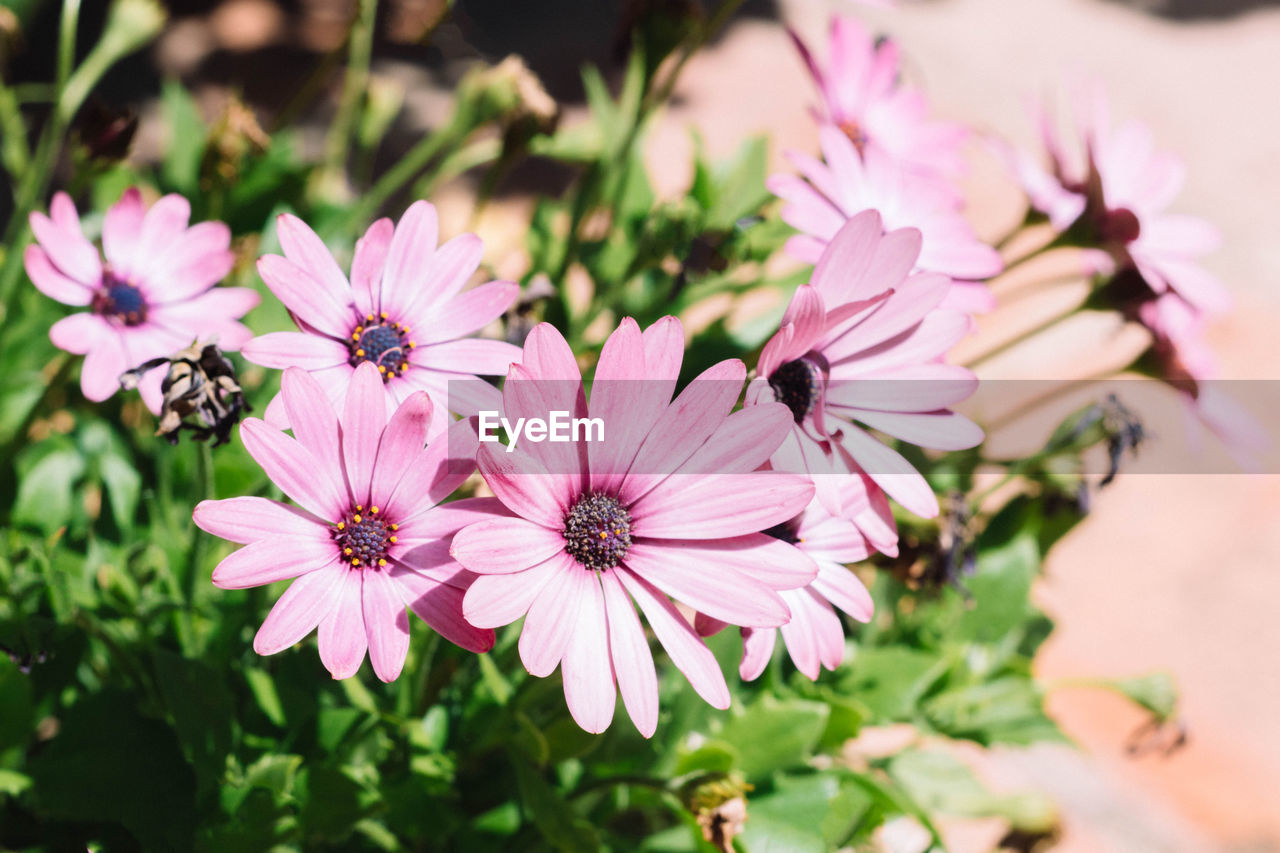 flower, flowering plant, plant, freshness, beauty in nature, pink, close-up, nature, blossom, petal, fragility, garden cosmos, flower head, growth, inflorescence, macro photography, no people, focus on foreground, outdoors, pollen, botany, springtime, summer, selective focus, wildflower, day, sunlight, magenta, plant part