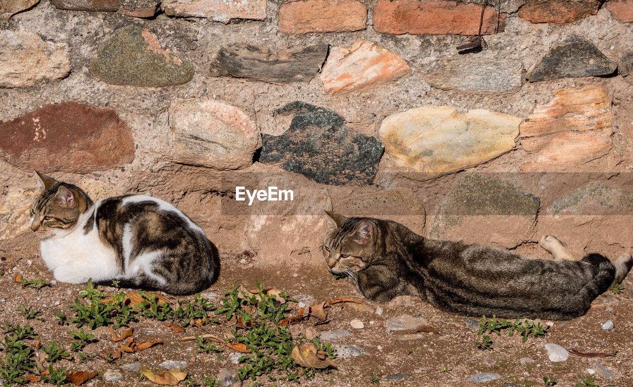 VIEW OF CATS LYING ON ROCK