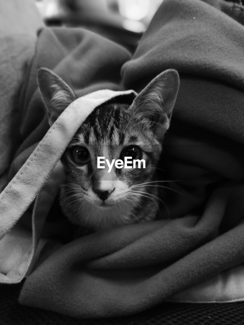 PORTRAIT OF CAT RELAXING ON BED