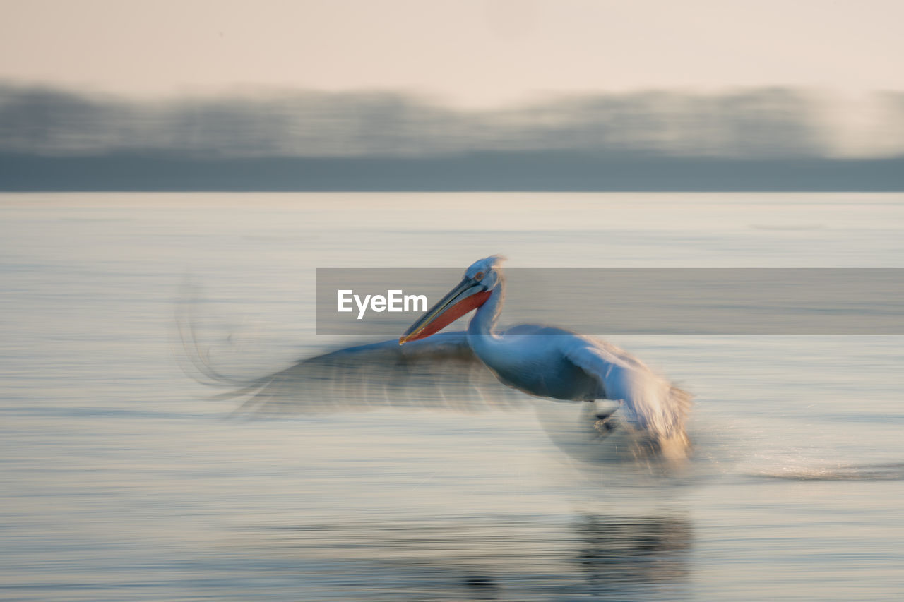 close-up of pelican on lake