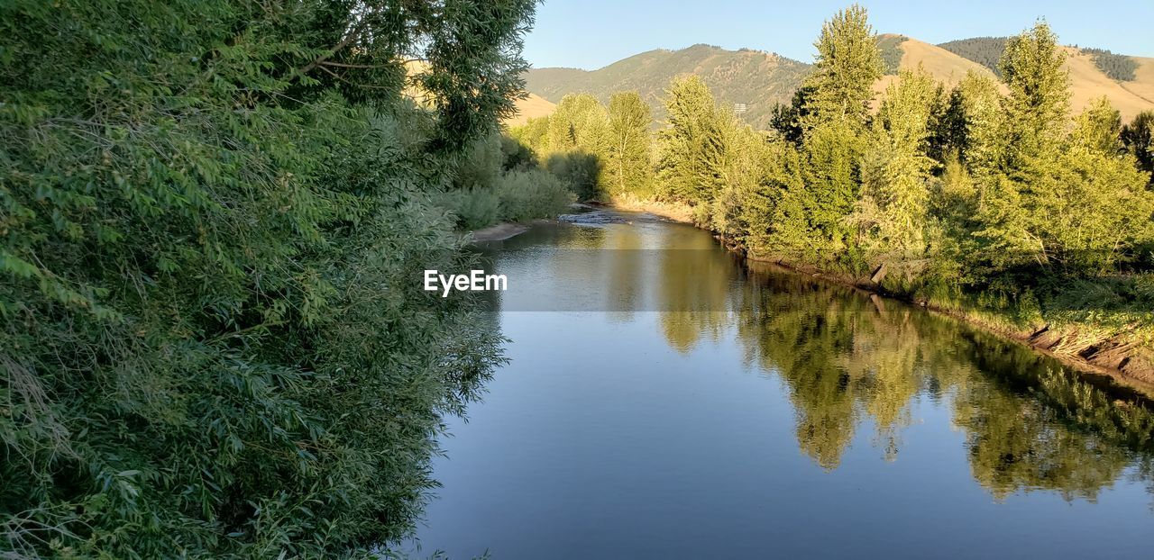 Scenic view of river amidst trees