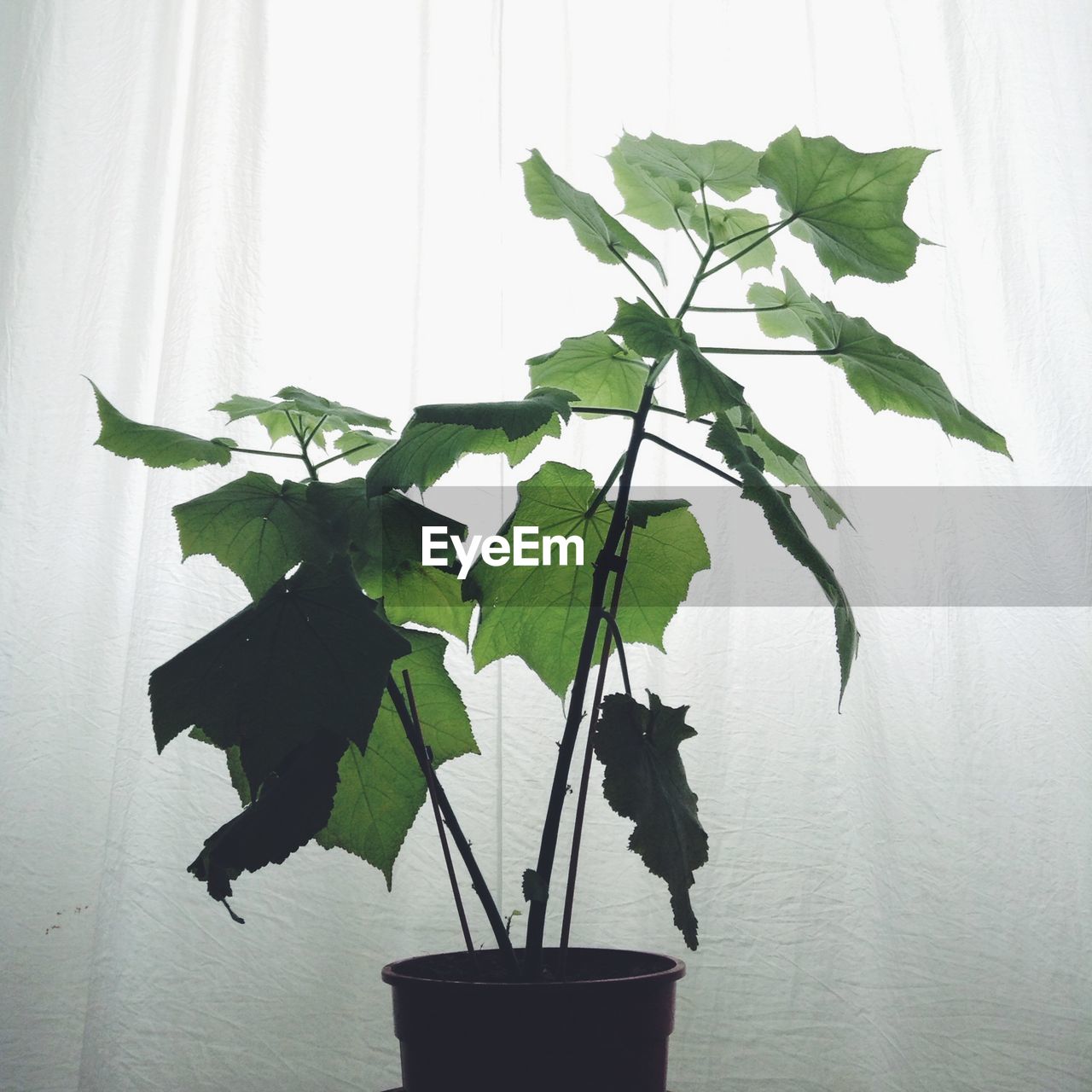 Potted plant in living room