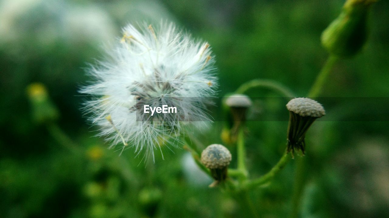 CLOSE-UP OF FLOWERS