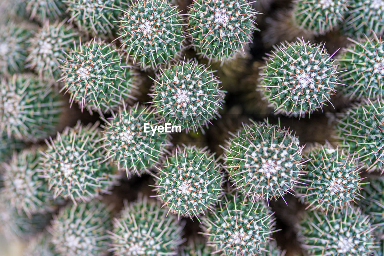 HIGH ANGLE VIEW OF SUCCULENT PLANTS