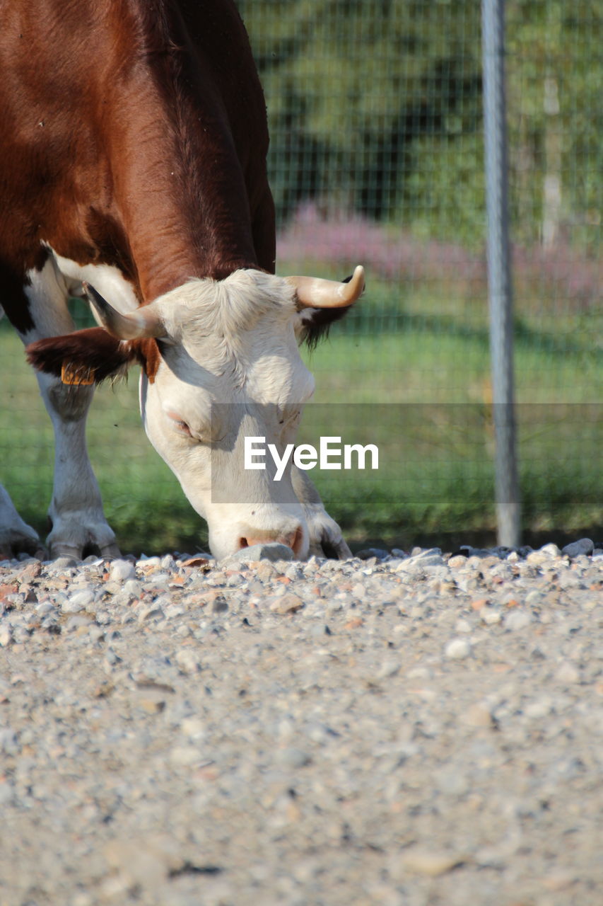 VIEW OF A SHEEP