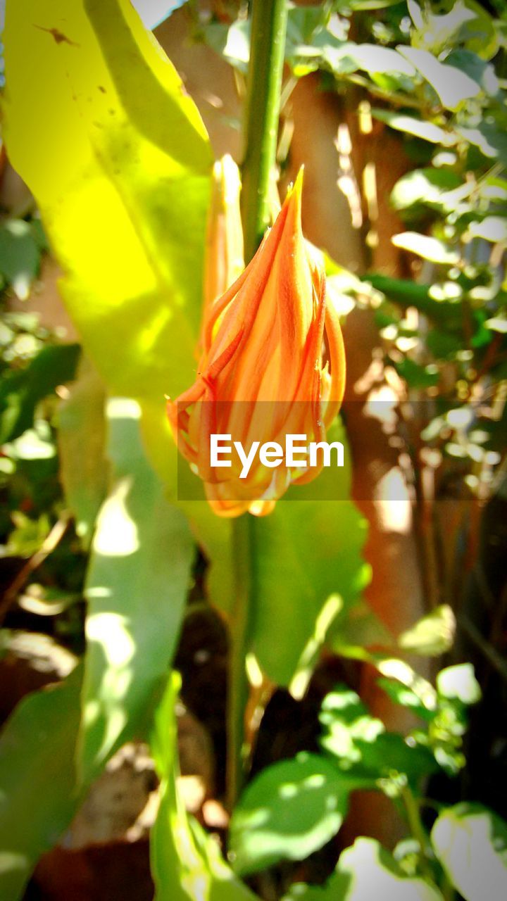 CLOSE-UP OF FLOWER BLOOMING IN PARK