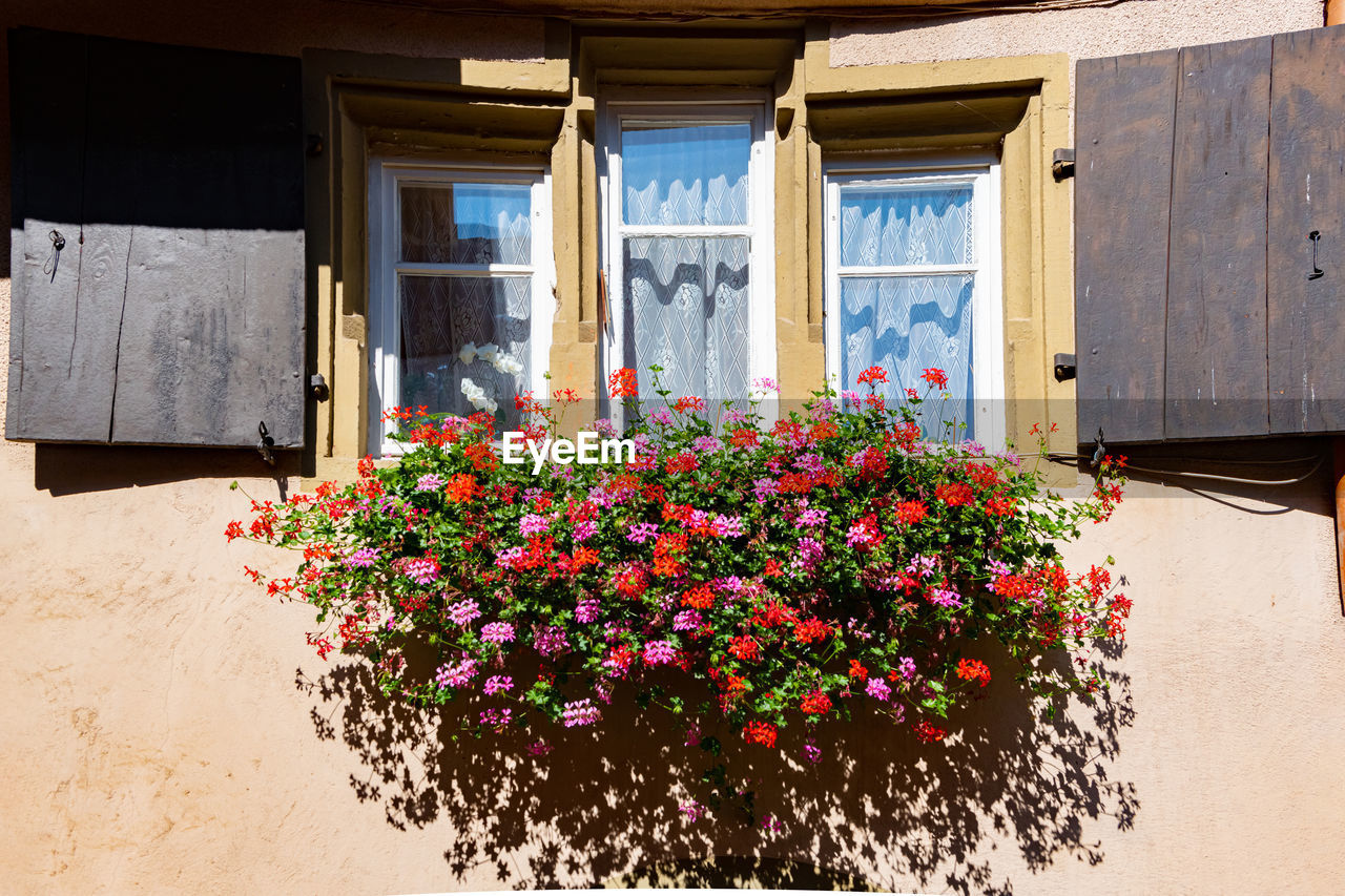 low angle view of flowers blooming in front of house