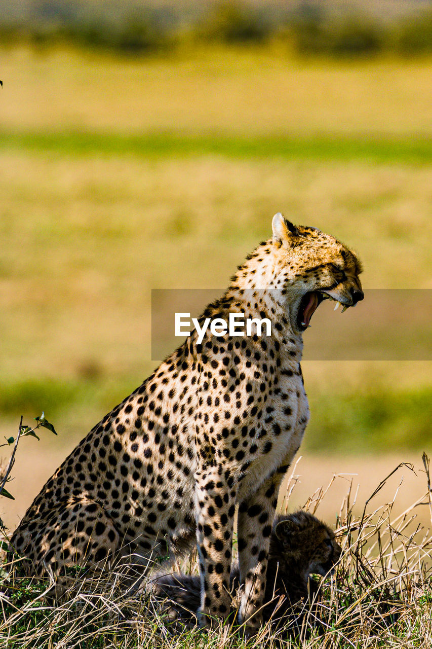 cheetah on land