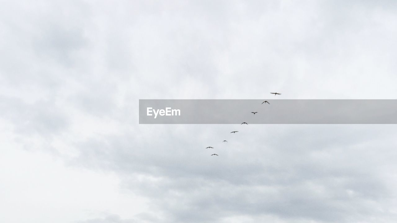 BIRDS FLYING IN SKY