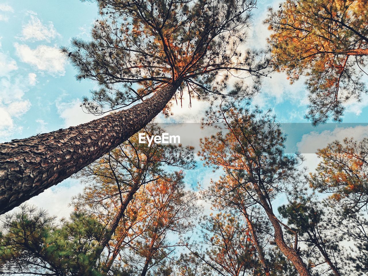 Low angle view of trees against sky during autumn