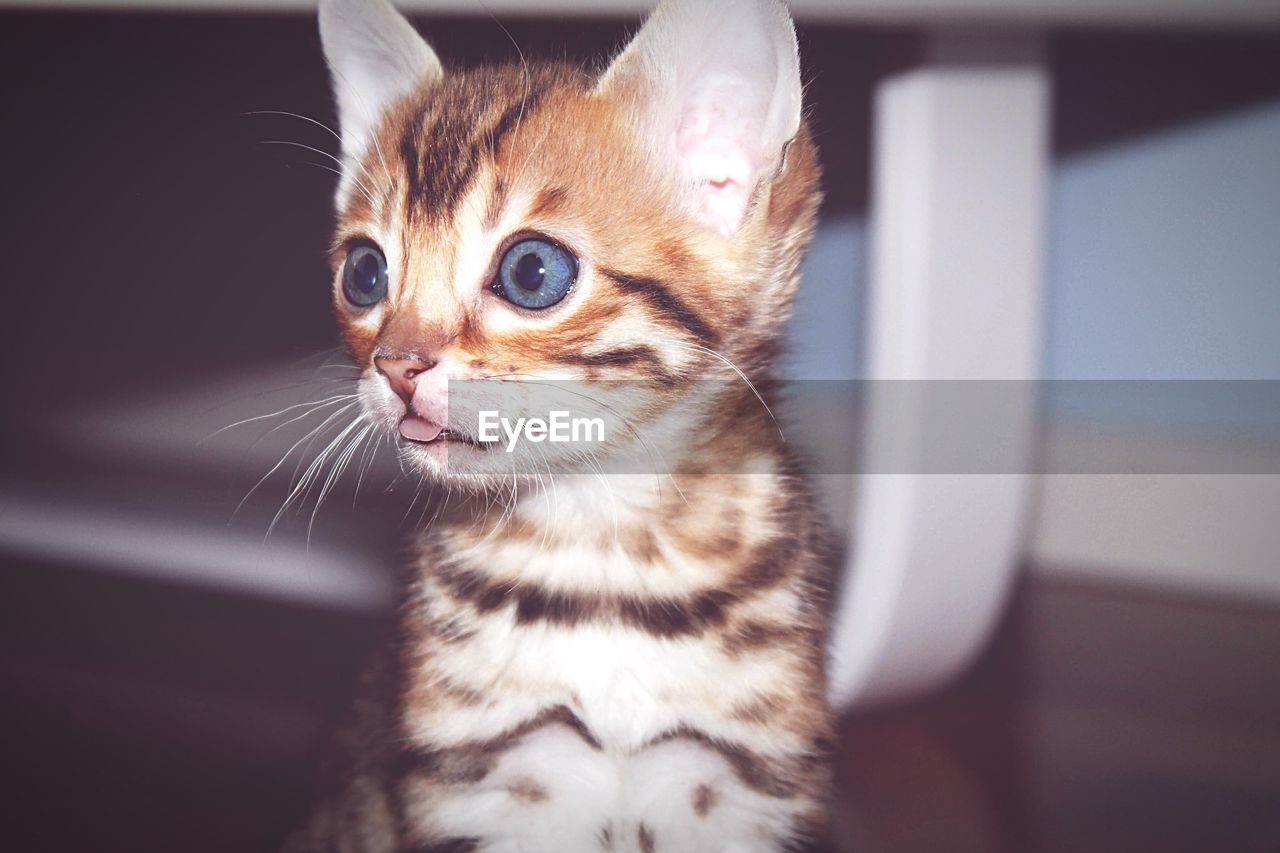 Close-up of a cat looking away