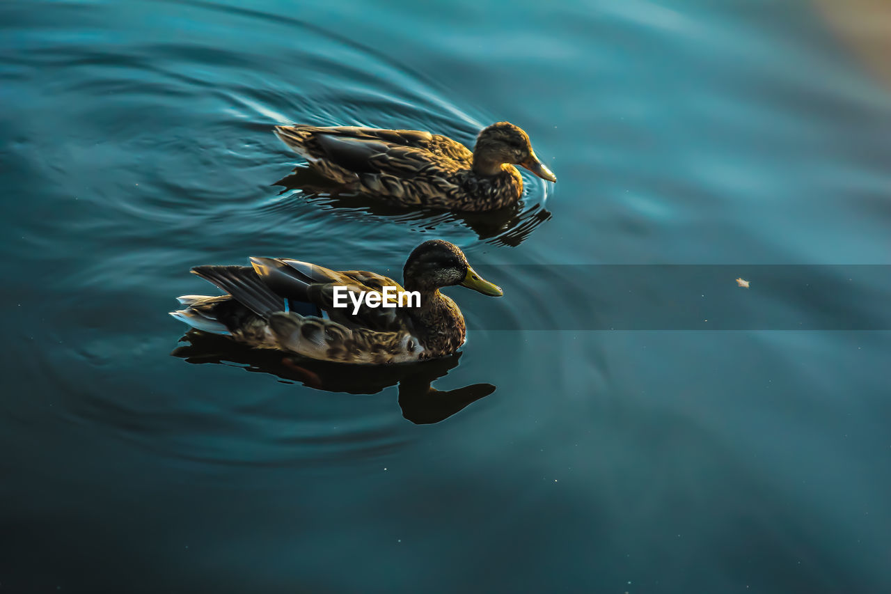 High angle view of ducks swimming in lake