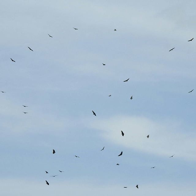 LOW ANGLE VIEW OF BIRDS FLYING IN SKY