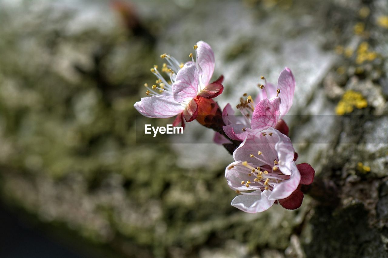 Close-up of flowers