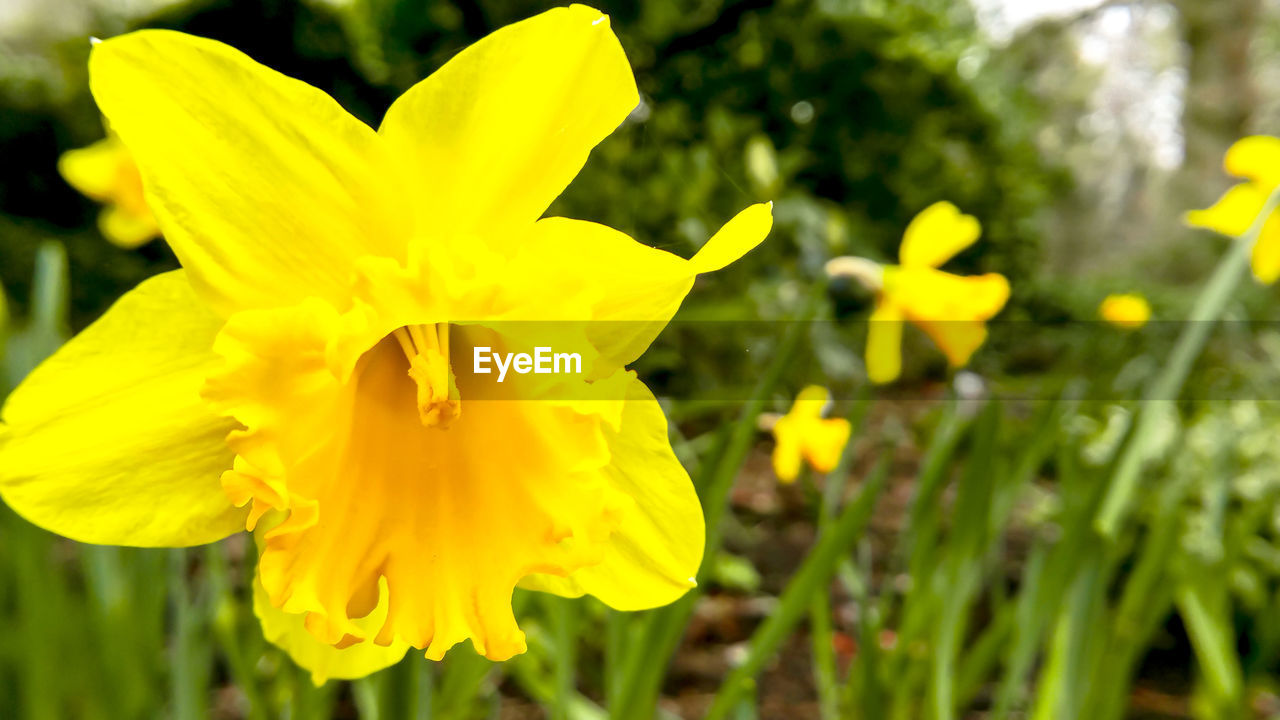 Detail shot of yellow flowers