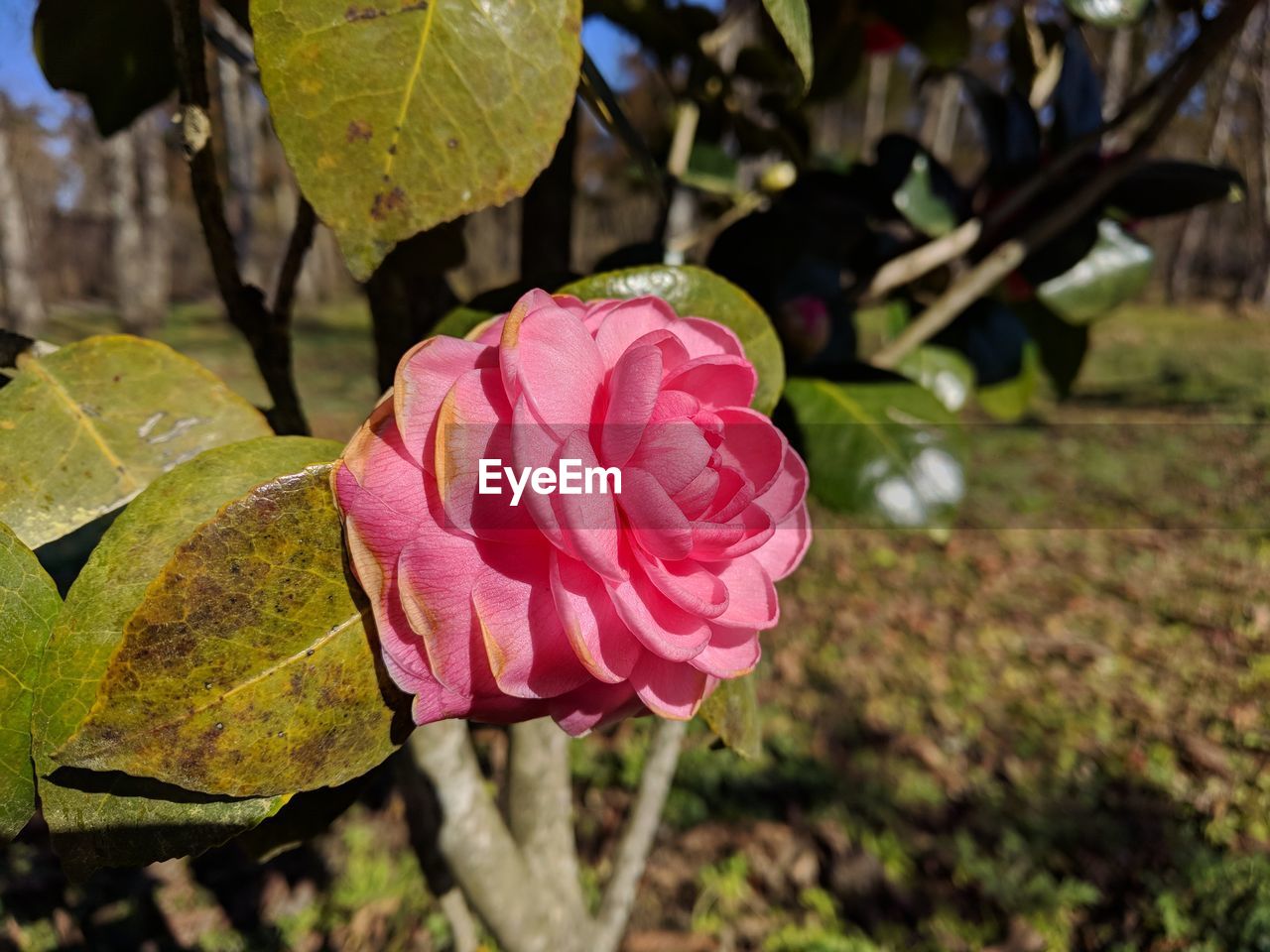 Close-up of pink rose flower