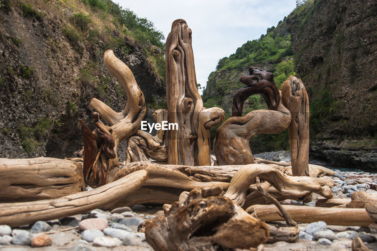 Close-up of tree trunk