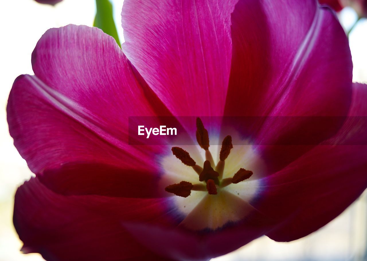 CLOSE-UP OF PURPLE ROSE FLOWER