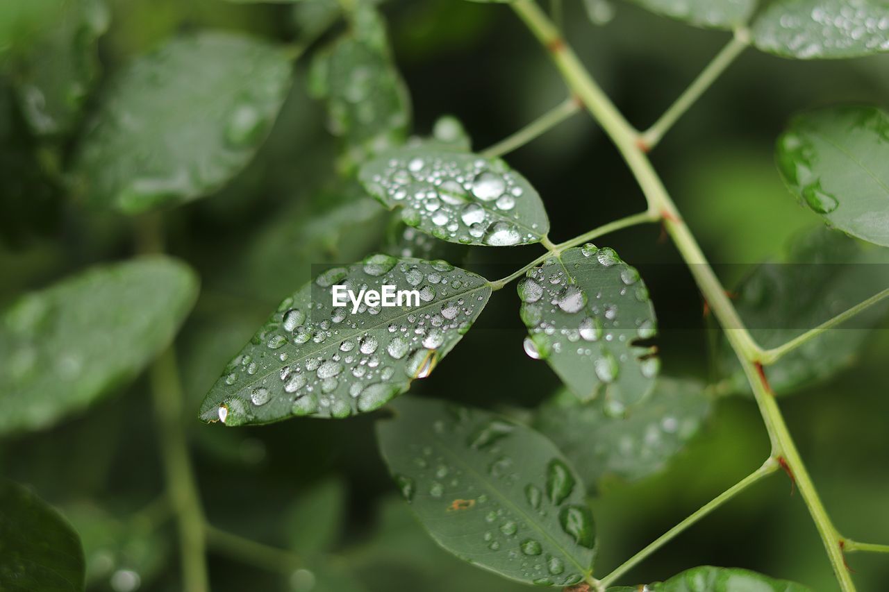 CLOSE-UP OF WET PLANT LEAVES