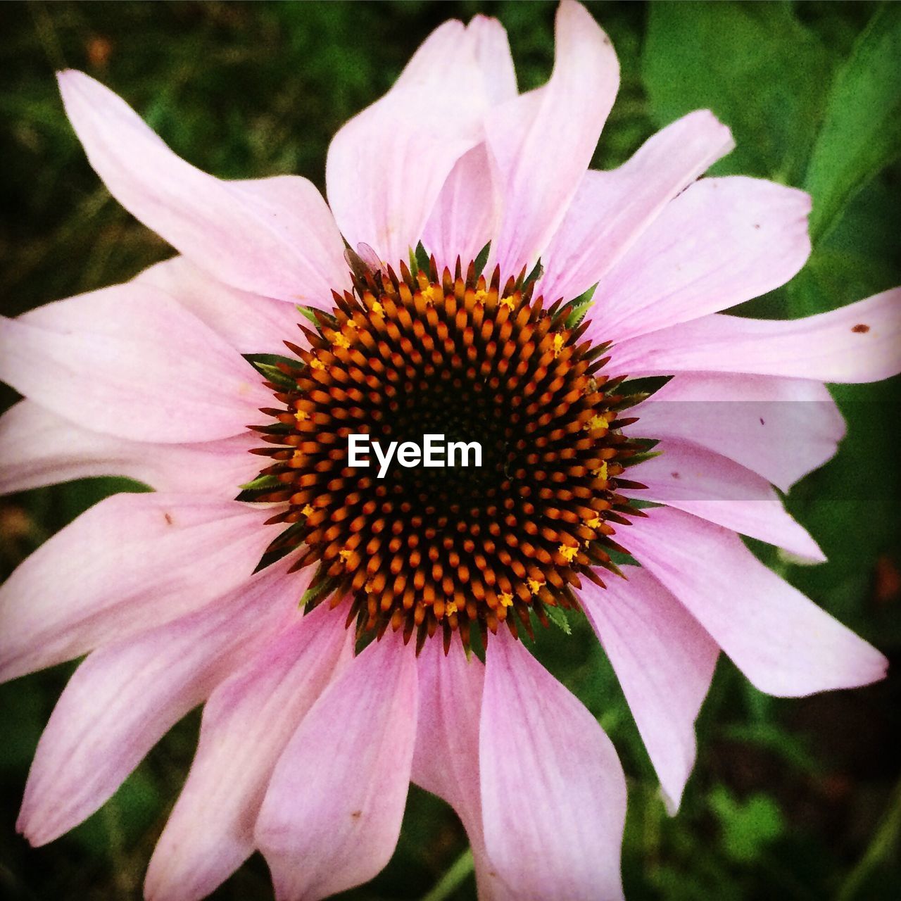 Close-up of pink flower