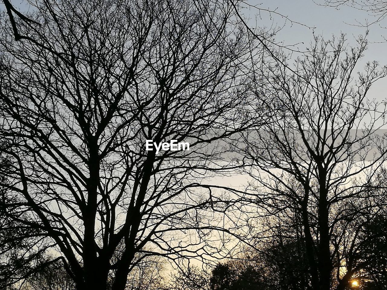 SILHOUETTE OF BARE TREE AGAINST SKY