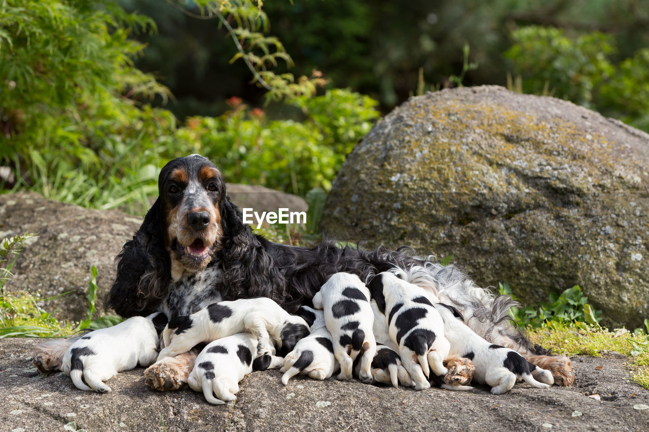 DOGS RELAXING ON ROCKS