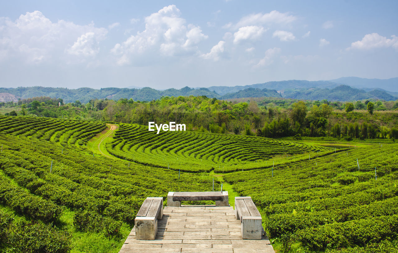 Beautiful scenery of choui fong tea plantation at mae chan, chiang rai province in thailand