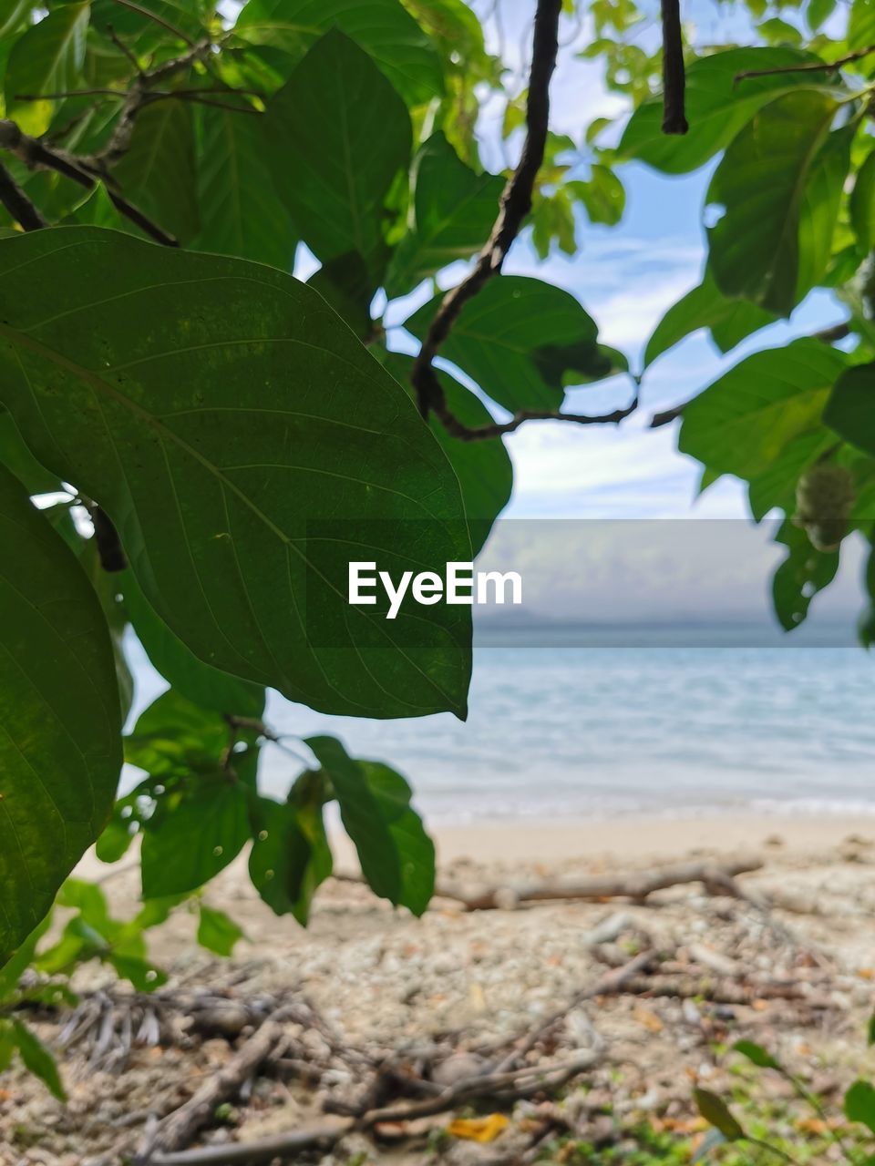 CLOSE-UP OF PLANT GROWING ON BEACH