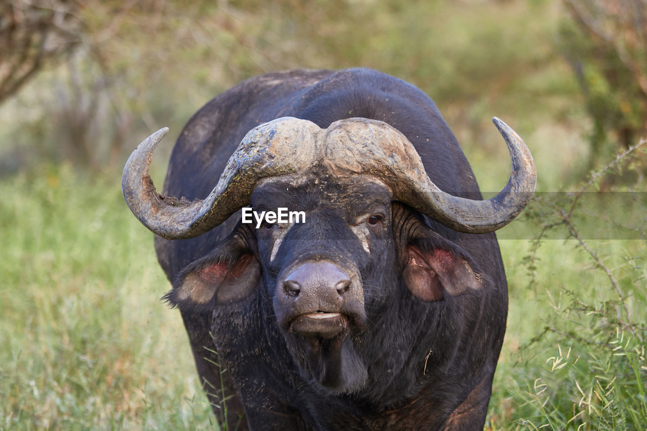 Close-up of a male cape buffalo
