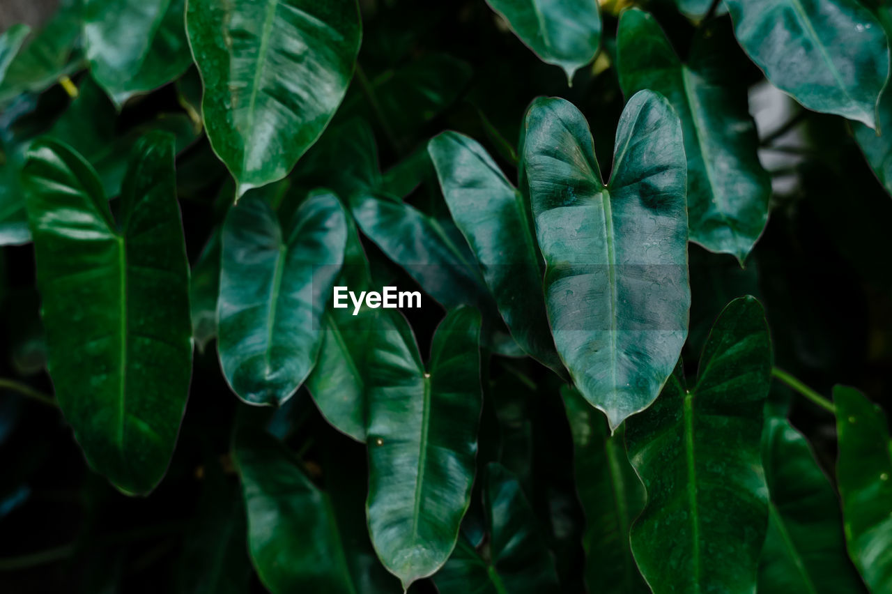Closeup nature view of green leaf and palms background. flat lay, tropical leaf