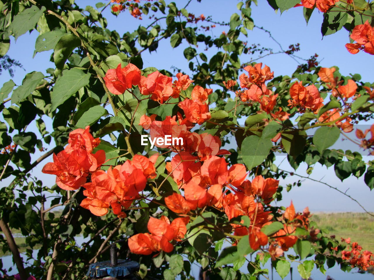 Low angle view of flowers blooming outdoors