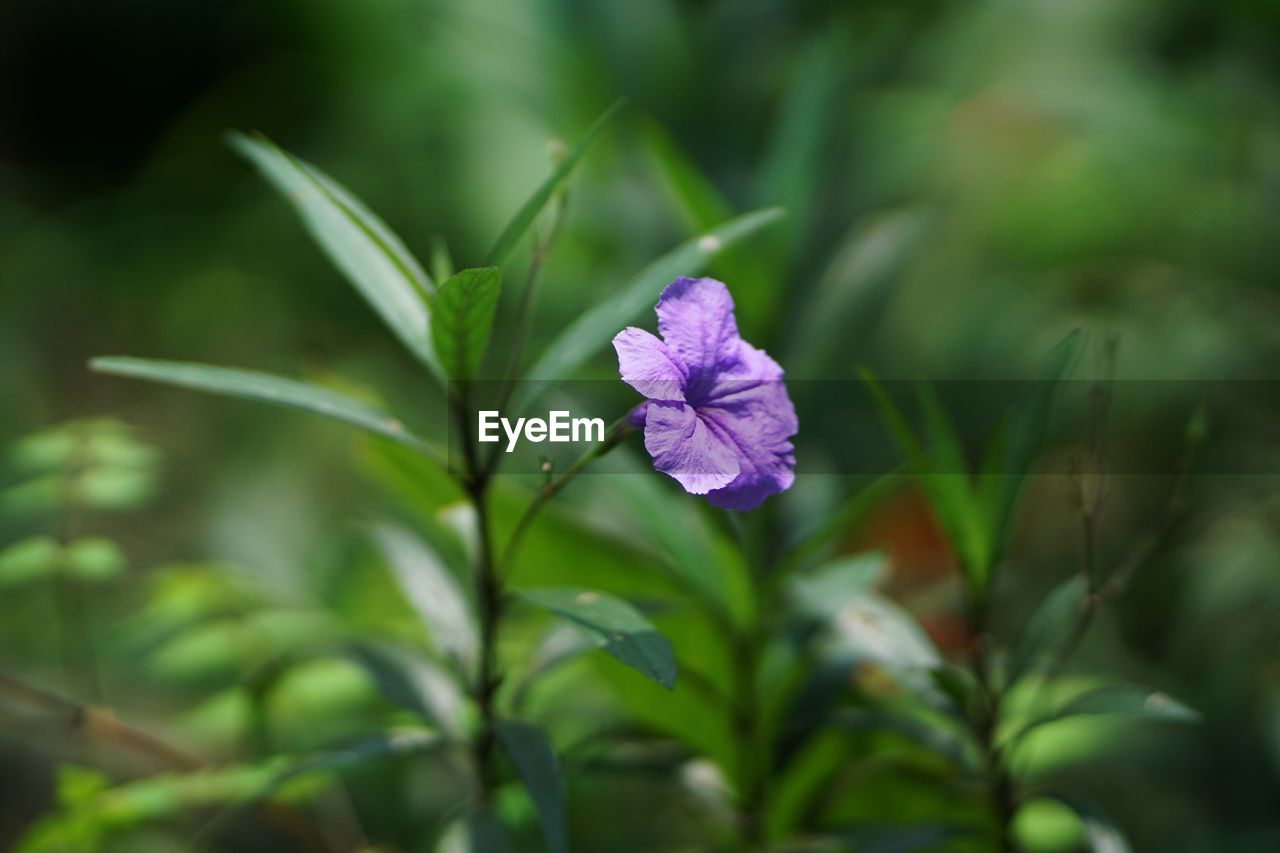 CLOSE-UP OF PURPLE FLOWER PLANT