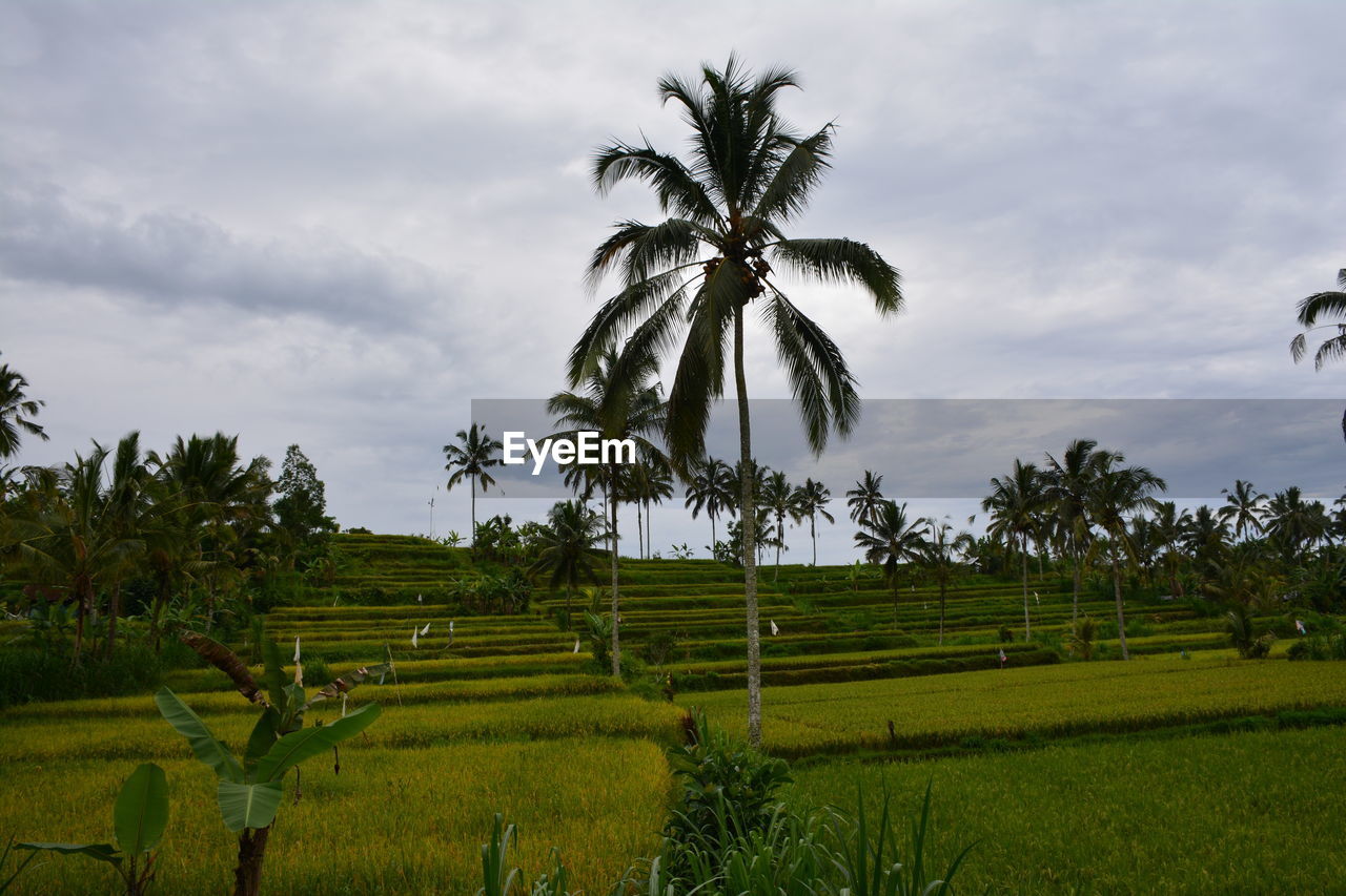 Scenic view of agricultural field against sky