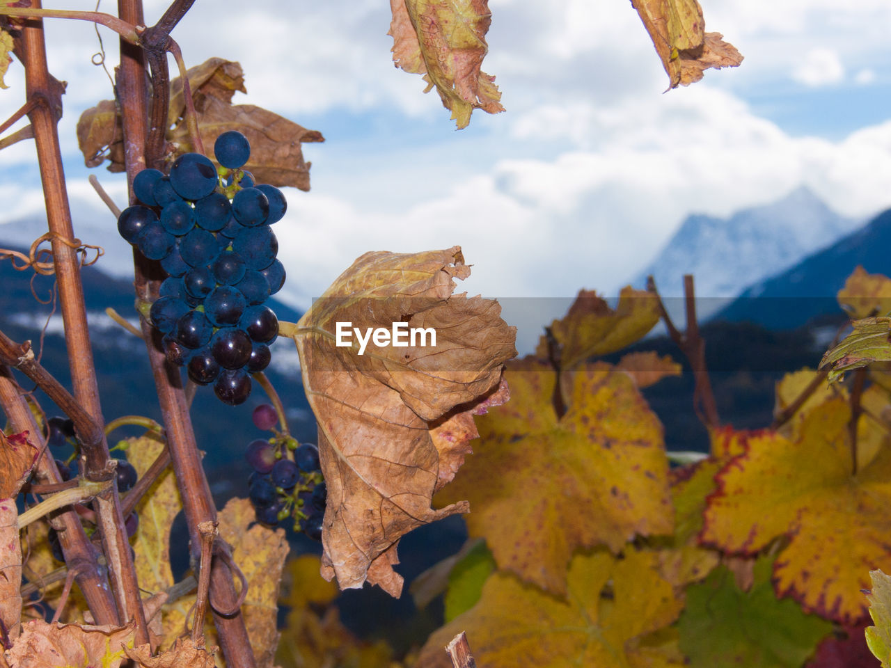 Grapes growing in vineyard