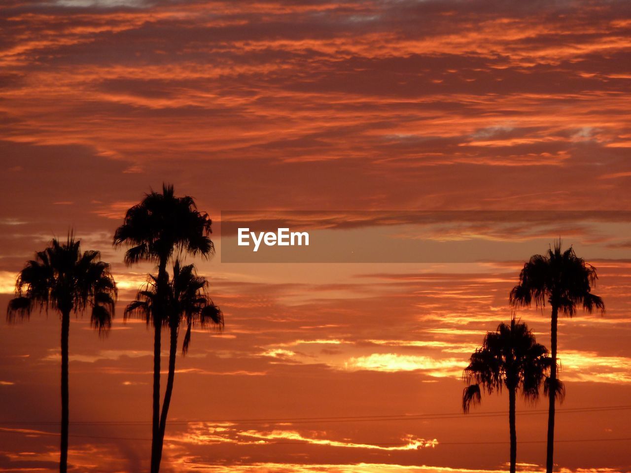 Silhouette palm trees on beach against sky at sunset