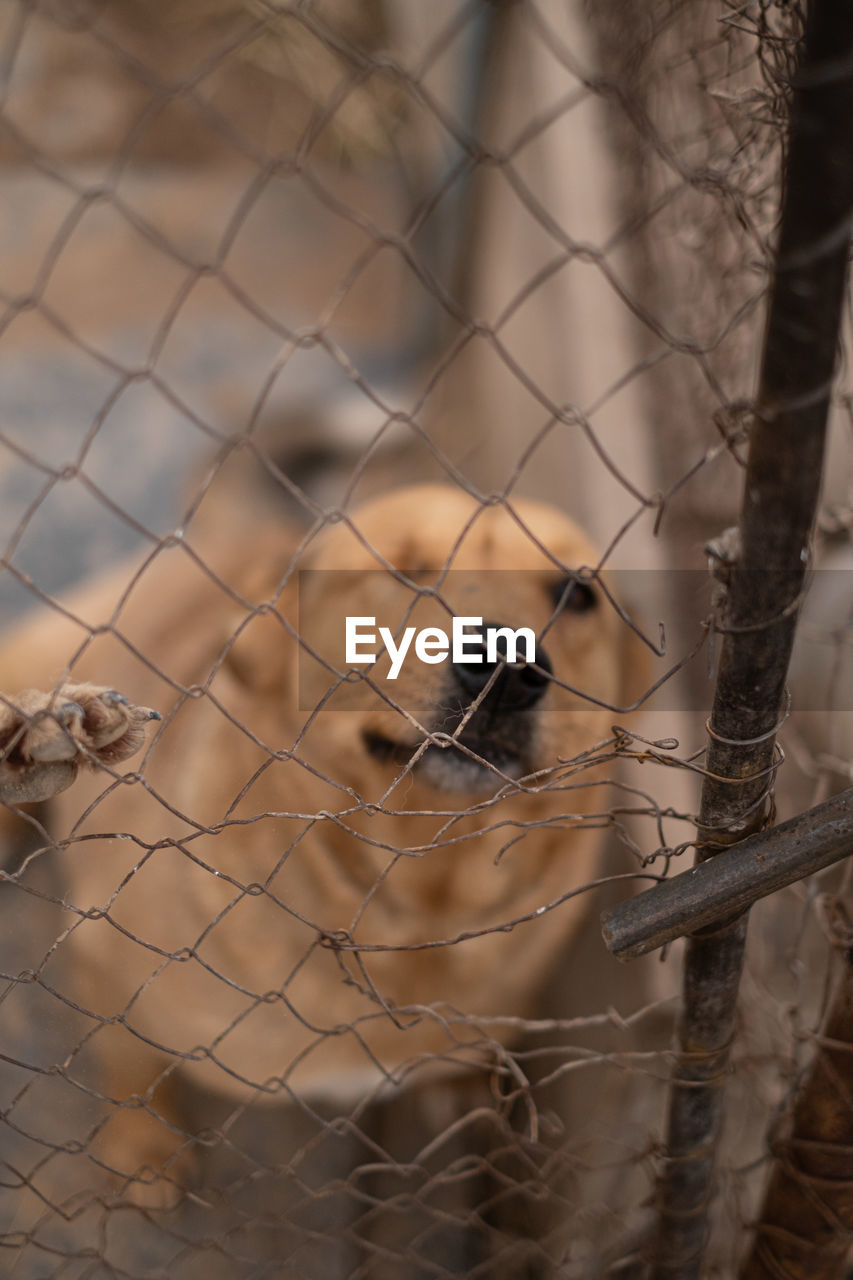 animal, animal themes, animal wildlife, one animal, fence, chainlink fence, wildlife, mammal, no people, security, protection, bird, focus on foreground, nature, outdoors, wire, branch, primate, monkey, day, wire mesh, close-up