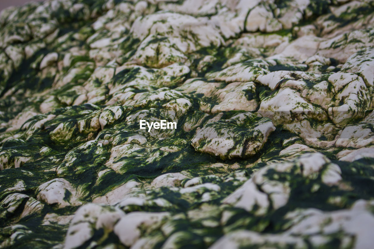 FULL FRAME SHOT OF GREEN LEAVES