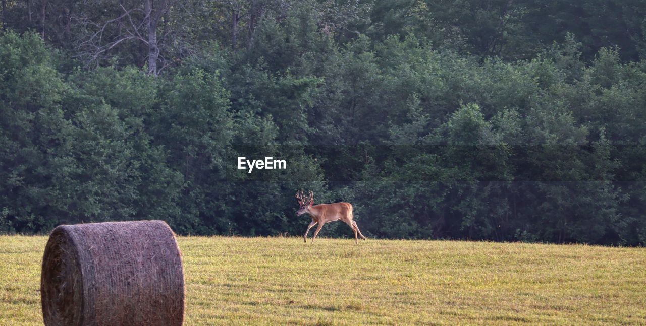 View of a deer on field