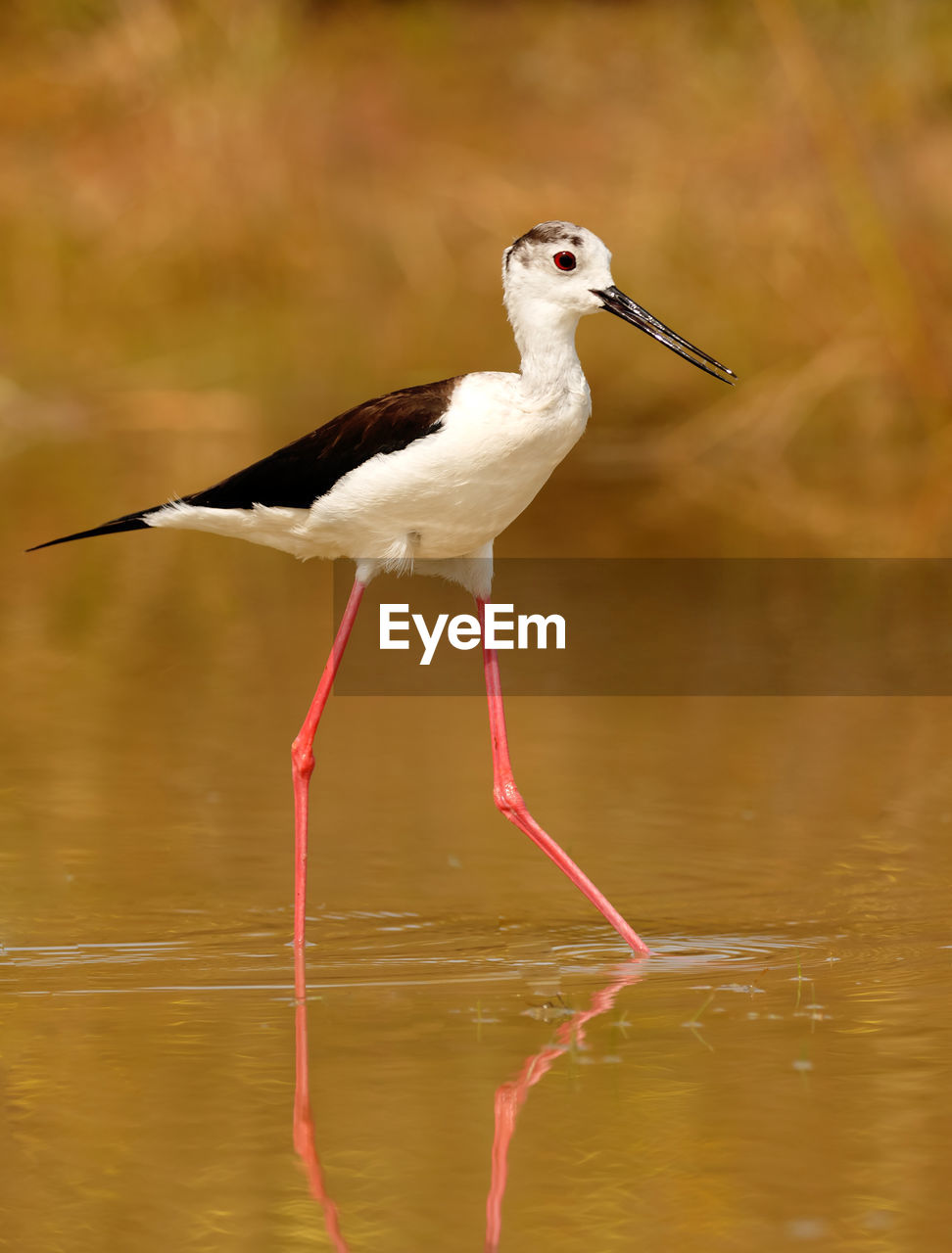 SIDE VIEW OF A BIRD