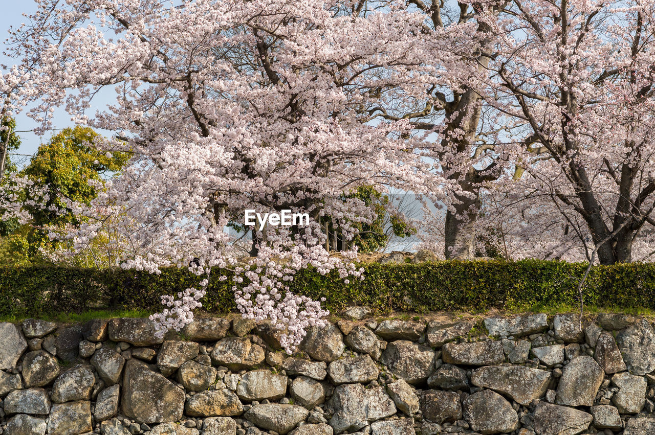 CLOSE-UP OF CHERRY BLOSSOM BY TREE