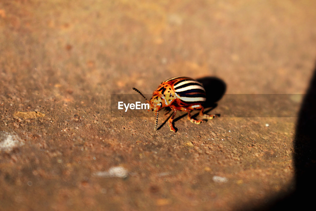 CLOSE-UP OF FLY ON THE SURFACE