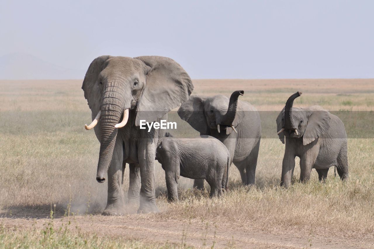 VIEW OF ELEPHANT ON FIELD