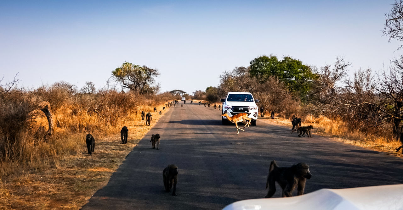 VIEW OF HORSE ON ROAD