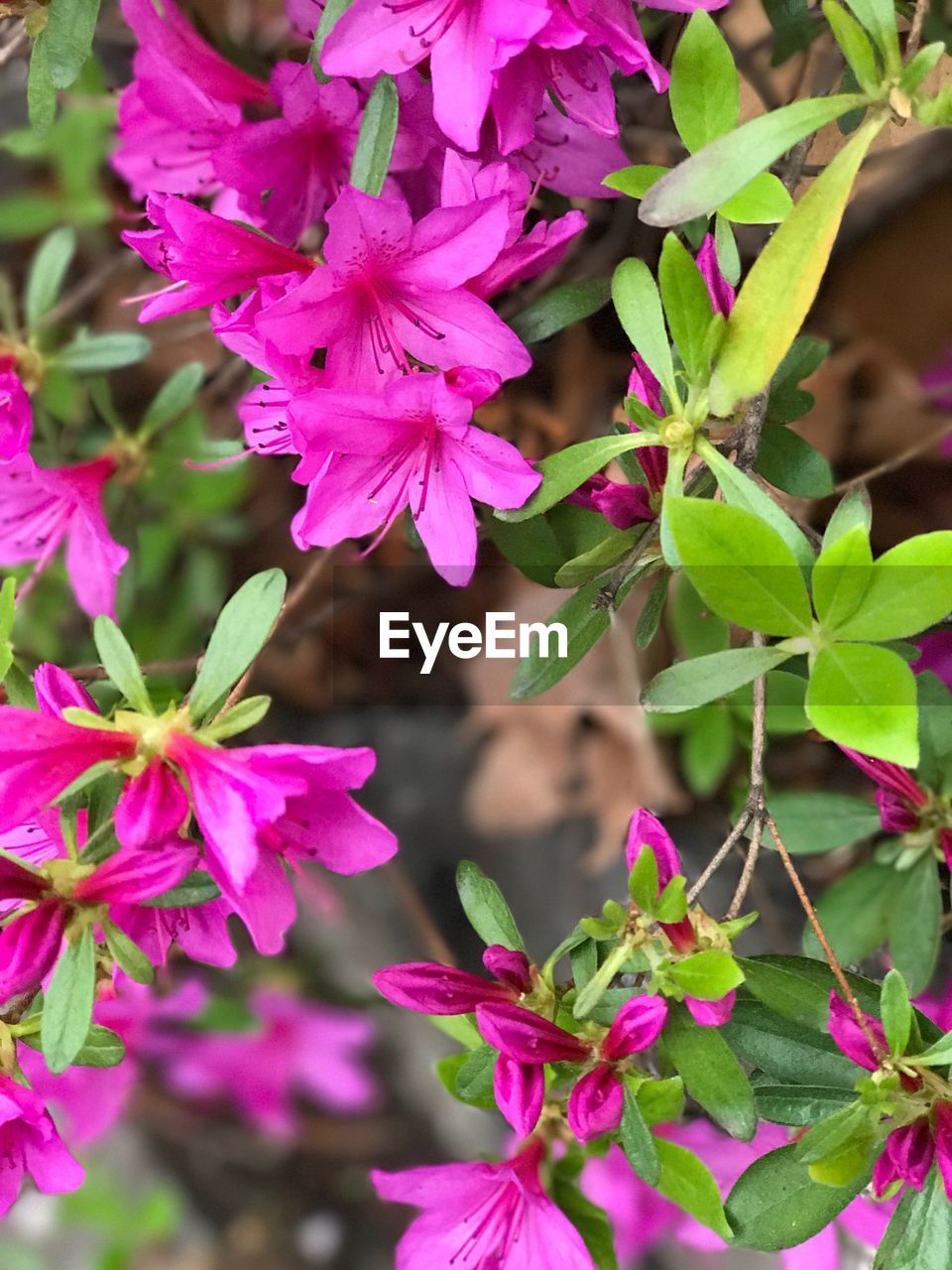 CLOSE-UP OF PINK BUTTERFLY ON PLANT