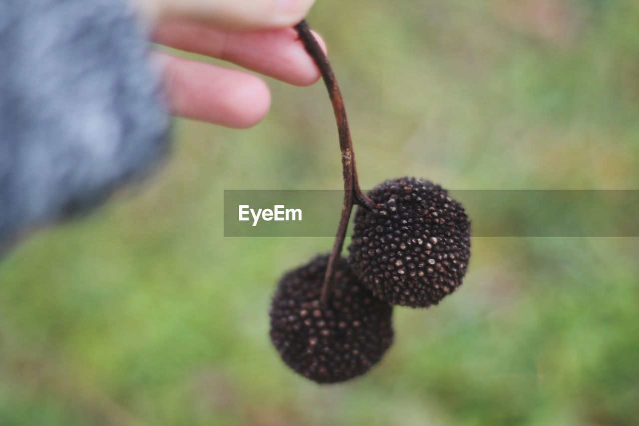 CLOSE-UP OF HAND HOLDING STRAWBERRY PLANT