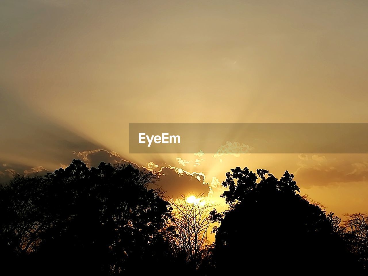 SILHOUETTE TREES AGAINST ORANGE SKY