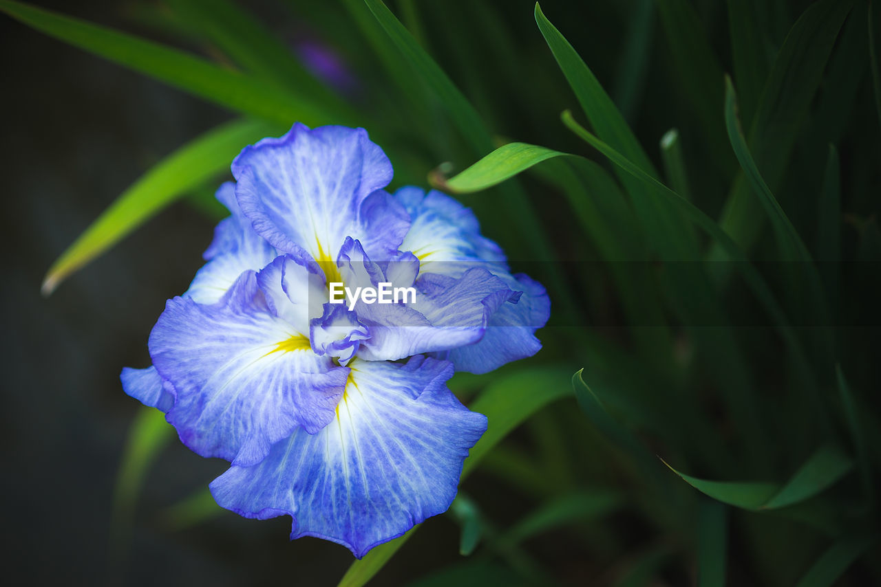 Close-up of purple flower blooming outdoors